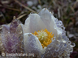 Photo: Tautropfen auf Blüte einer Pelzanemone