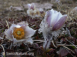 ESCN0023: Tautropfen auf Pelzanemonen