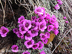 Photo: Gegenblättriger Steinbrech