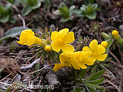 Photo: Goldprimel