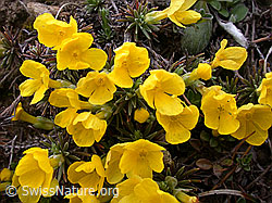 Photo: Goldprimel