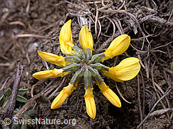 Photo: Schopfiger Hufeisenklee mit geschlossenen Blüten