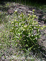 Schwalbenwurz (Vincetoxicum hirundinaria) (ESCN0106) Schwalbenwurz (Vincetoxicum hirundinaria) (ESCN0106)