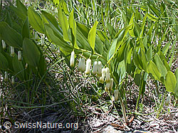Foto: Echtes Salomonssiegel (Polygonatum odoratum)