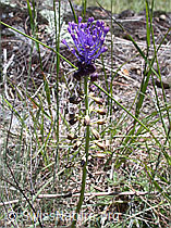 Foto: Schopfige Bisamhyazinthe