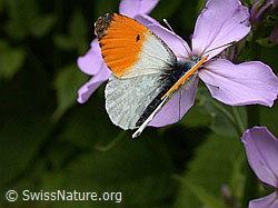 Aurorafalter (Anthochais cardamines) an Blüte der Gemeinen Nachtviole (Hesperis matronalis) (ESCN0168) Aurorafalter (Anthochais cardamines) an Blüte der Gemeinen Nachtviole (Hesperis matronalis) (ESCN0168)