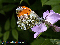 Aurorafalter (Anthocharis cardamines), Männchen (ESCN0170) Aurorafalter (Anthocharis cardamines), Männchen (ESCN0170)