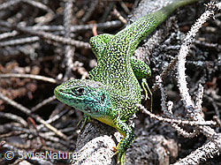 Smaragdeidechse (Lacerta bilineata) auf Ast (ESCN0235)