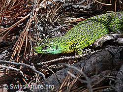 Smaragdeidechse (Lacerta bilineata) (ESCN0251)