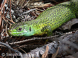 Smaragdeidechse (Lacerta bilineata) (ESCN0258)