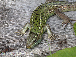 Smaragdeidechse (Lacerta bilineata), Weibchen (ESCN0354)