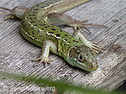 Smaragdeidechse (Lacerta bilineata), Weibchen (ESCN0359)