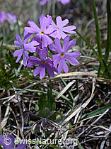Foto: Kleine Mehl-Primel