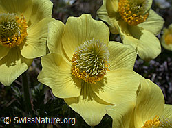 Photo: Schwefel-Anemone, Blüten