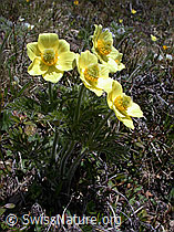 Photo: Schwefel-Anemonen