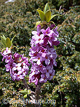 Foto: Seidelbast, Blüten