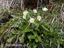 Foto: Alpenmasslieb