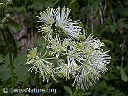 Photo: Blüten der Akeleiblättrige Wiesenraute