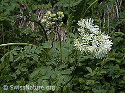 Photo: Akeleiblättrige Wiesenraute