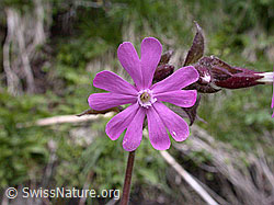 Photo: Rote Waldnelke, Blüte