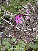 Photo: Rote Waldnelke (Silene dioica)