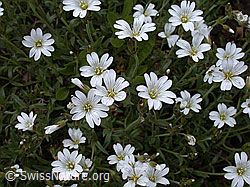 Foto: Einblütiges Hornkraut, Blüten