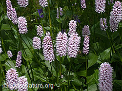Photo: Schlangen-Knöterich (Polygonum bistorta)
