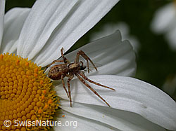 Spinne auf Margerite (ESCN0572)