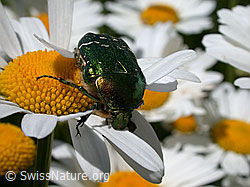 Rosenkäfer auf Margerite (ESCN0586)