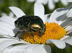 Photo: Rosenkäfer auf Margerite