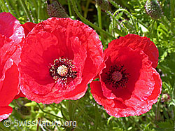 Klatsch-Mohn (ESCN0600)