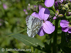 Aurorafalter (Anthochais cardamines) an Blüte der Gemeinen Nachtviole (Hesperis matronalis) (ESCN0796) Aurorafalter (Anthochais cardamines) an Blüte der Gemeinen Nachtviole (Hesperis matronalis) (ESCN0796)