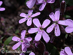 Foto: Rotes Seifenkraut