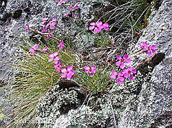 Photo: Stein-Nelke