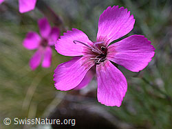 Photo: Stein-Nelke, Blüte