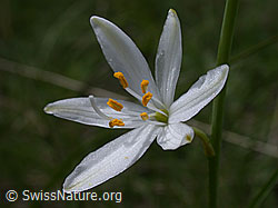 Foto: Blüte der astlosen Graslilie