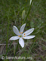 Foto: Astlose Graslilie