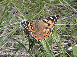 Photo: Distelfalter (Cynthia cardui)