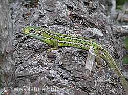 Smaragdeidechse (Lacerta bilineata) auf Baumstamm (ESCN0940)