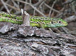 Smaragdeidechse (Lacerta bilineata) (ESCN0953)
