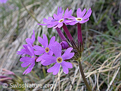 Foto: Hallers Primel, Blüten