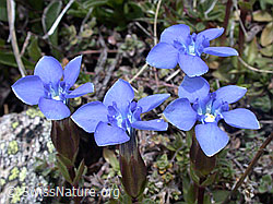 Photo: Frühlings Enzian, mehrere Blüten