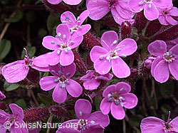 Foto: Rotes Seifenkraut, mehrere Blüten