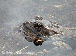 Photo: Grasfrosch (Rana temporaria)