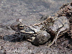 Photo: Grasfrosch (Rana temporaria)