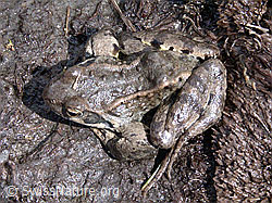 Photo: Grasfrosch (Rana temporaria)
