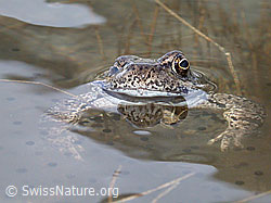 Photo: Grasfrosch (Rana temporaria)