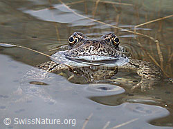 Photo: Grasfrosch (Rana temporaria)