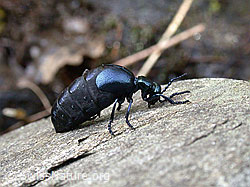Photo: Meloe proscarabaeus