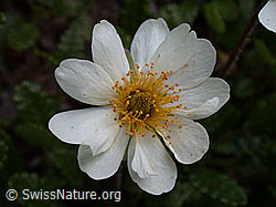 Photo: Silberwurz, Blüte